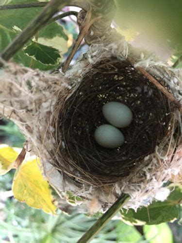 家裡有鳥巢代表什麼|野鳥庭前築巢 預示居家風水好兆頭 